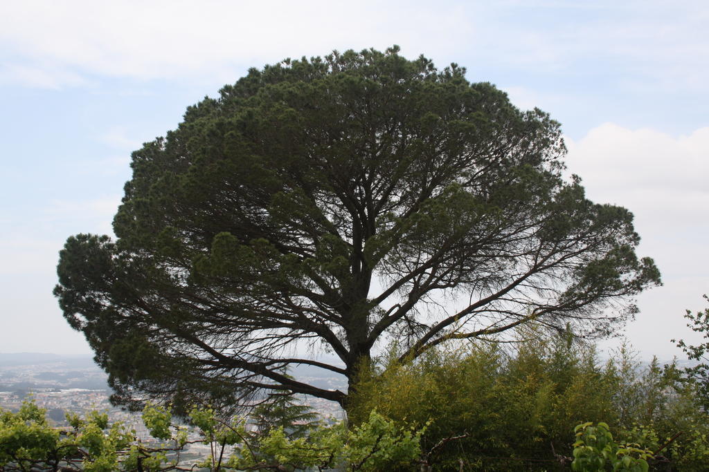 Quinta Leiras Santo Tirso
